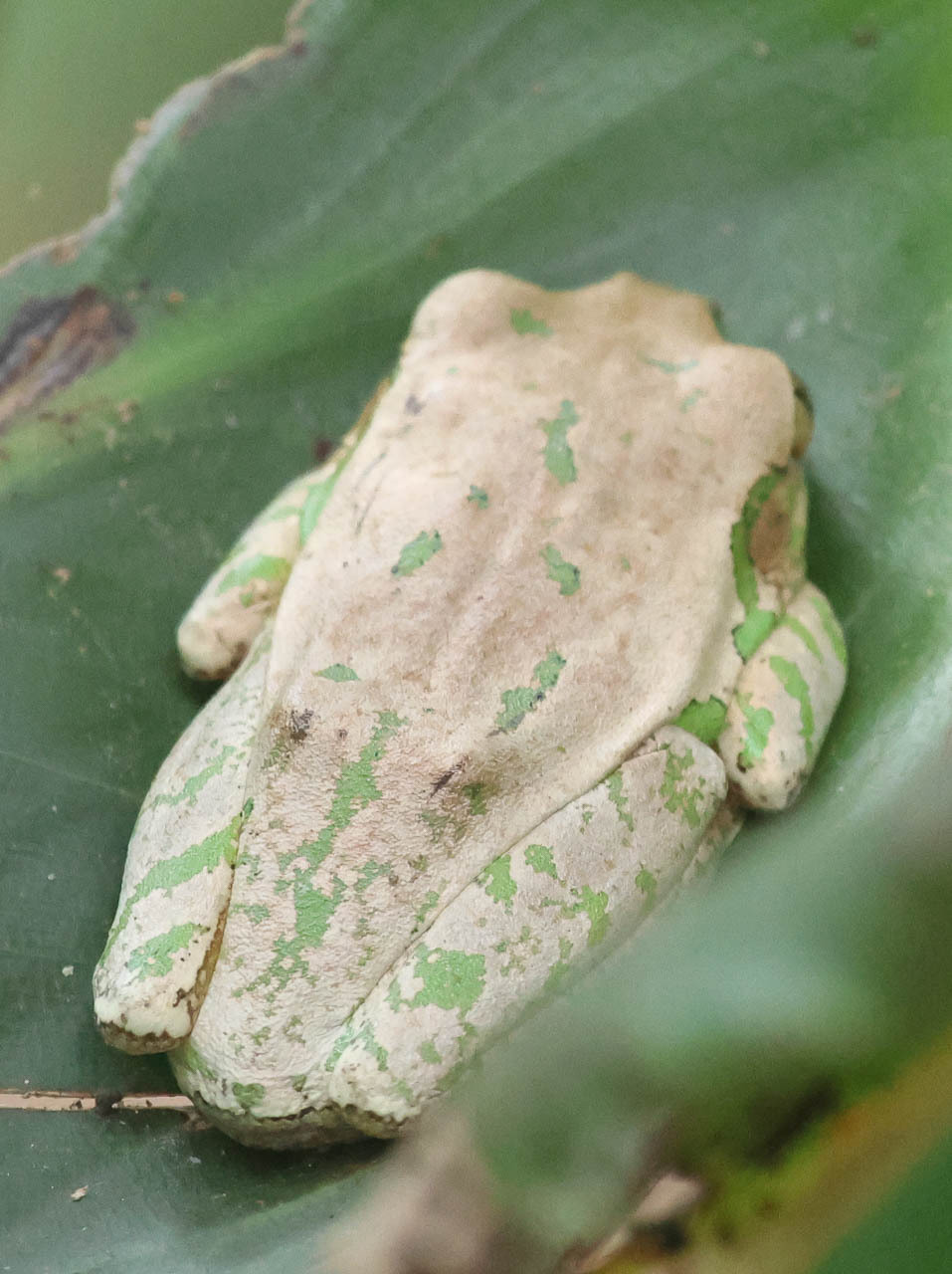 Leptopelis natalensis (Smith, 1849)