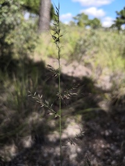 Muhlenbergia montana