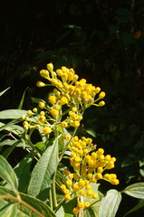 Neurolaena jannaweissana