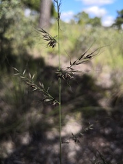 Muhlenbergia montana