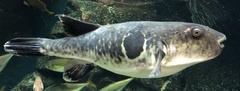 Japanese Pufferfish photo 1