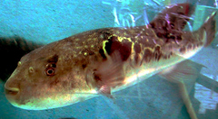 Japanese Pufferfish photo 3