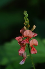 Indigofera miniata