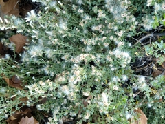 Baccharis pilularis