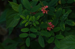 Indigofera miniata