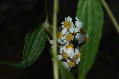 Alloispermum integrifolium