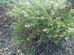 Baccharis pilularis