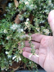 Baccharis pilularis
