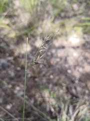 Muhlenbergia montana