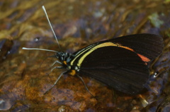 Pereute charops sphocra