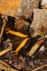 Adelpha leuceria