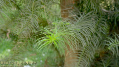 Cunninghamia