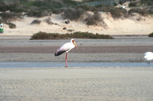 iNaturalist: (c) Georges Olioso, some rights reserved (CC BY-NC), uploaded by Georges Olioso iNaturalist image