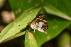 Castilia