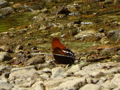 Siproeta epaphus epaphus