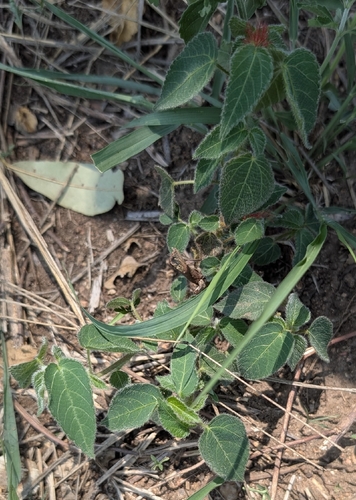 Acalypha petiolaris, photograph 5