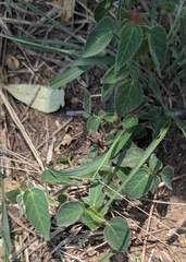Shedron Mukhumo, CC BY, iNaturalist via GBIF Acalypha petiolaris, photograph Shedron Mukhumo, CC BY, iNaturalist via GBIF