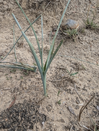 Albuca glauca