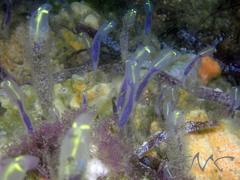 Clavelina meridionalis