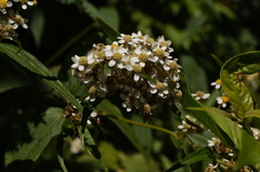 Alloispermum integrifolium
