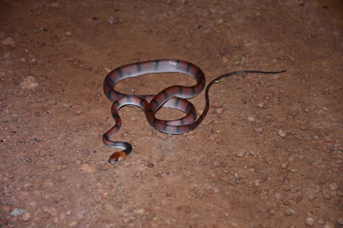 Tropical Flat Snake