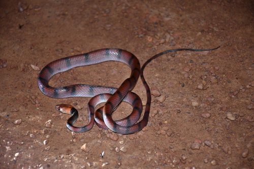 Tropical Flat Snake