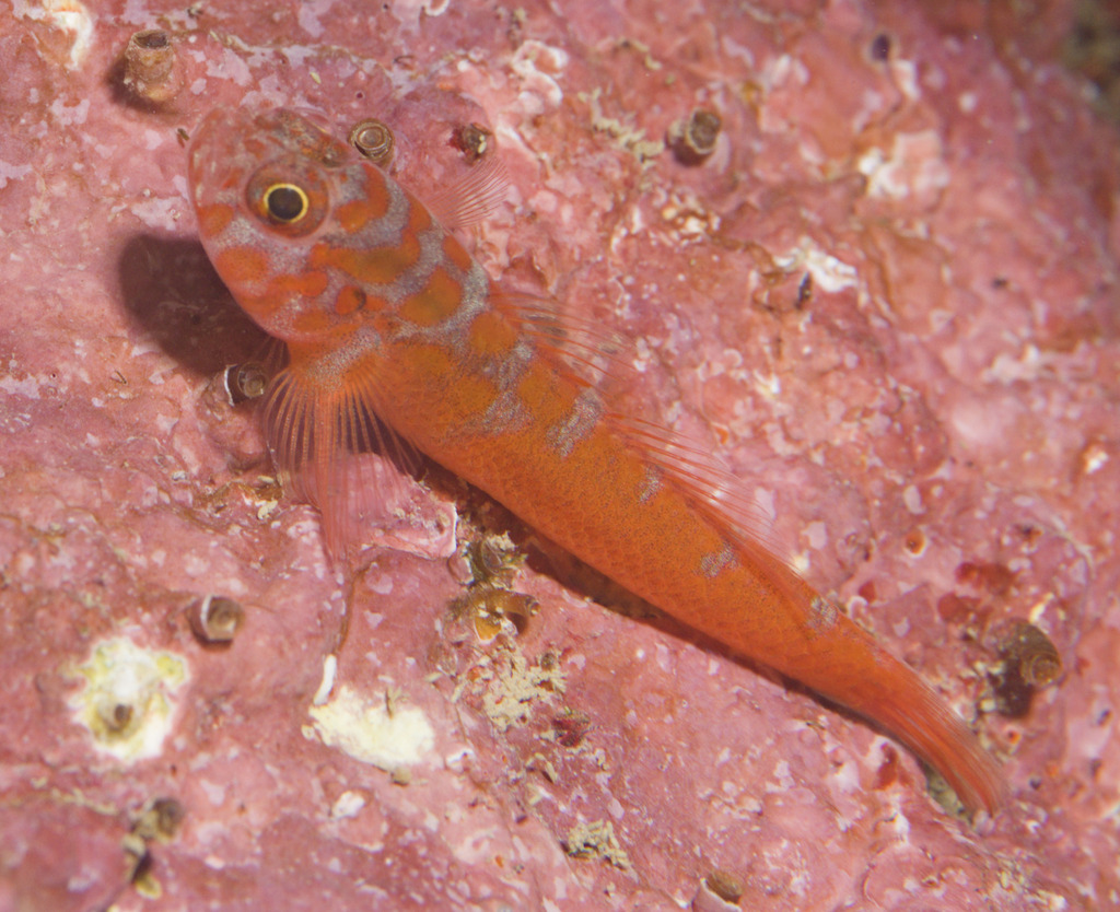 Winterbottom's Goby