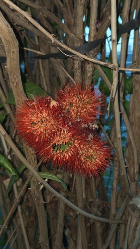 Combretum constrictum, photograph 1