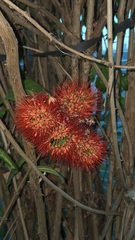 Combretum constrictum