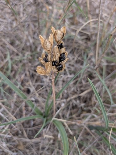 Albuca glauca