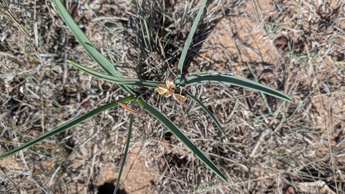 Albuca glauca
