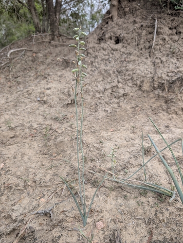Albuca glauca