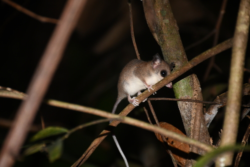 Bishop’s Slender Opossum
