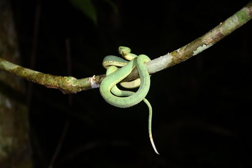 Green Jararaca