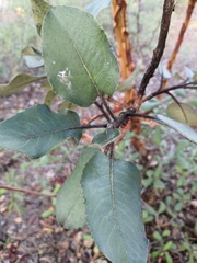 Arbutus bicolor