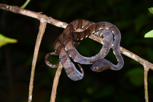 Neotropical Snail-eater