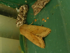 Orthosia pacifica
