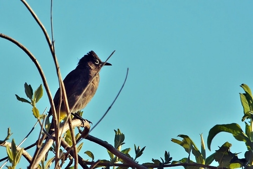 Cape Bulbul (Pycnonotus capensis), photo 2