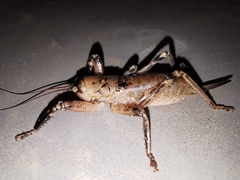 Nesoecia nigrispina