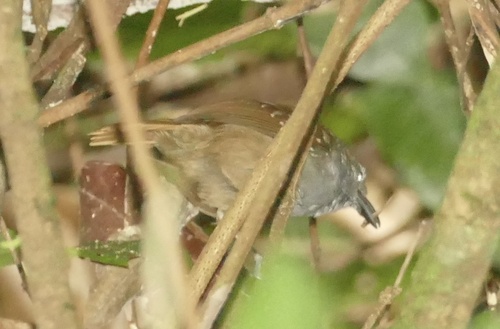 Brown-bellied Stipplethroat (Epinecrophylla gutturalis)