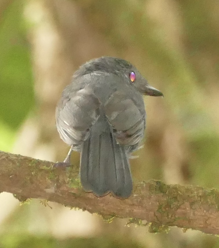 Cinereous Antshrike (Thamnomanes caesius), photo 9