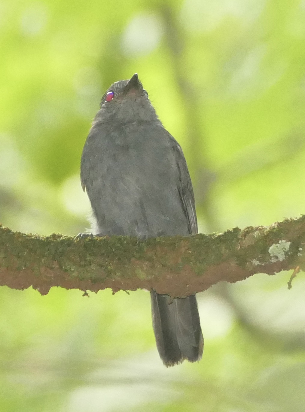 Cinereous Antshrike (Thamnomanes caesius), photo 8