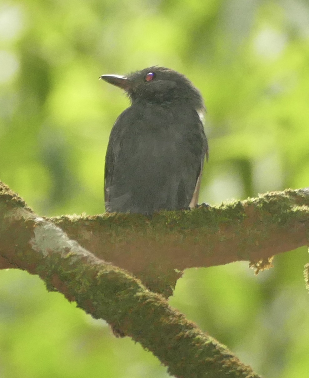 Cinereous Antshrike (Thamnomanes caesius), photo 10