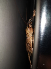 Nesoecia nigrispina