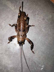 Nesoecia nigrispina