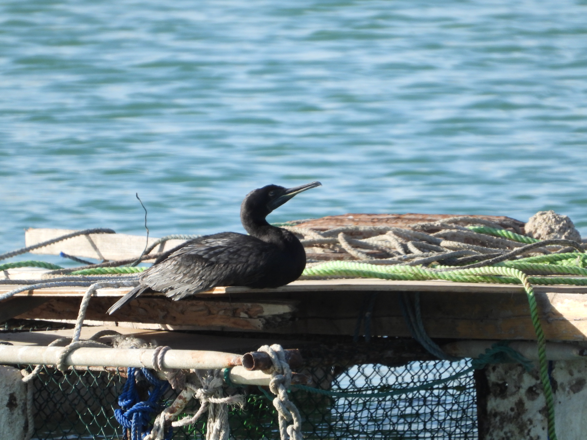 Phalacrocorax nigrogularis