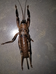Nesoecia nigrispina