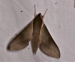 Theretra indistincta