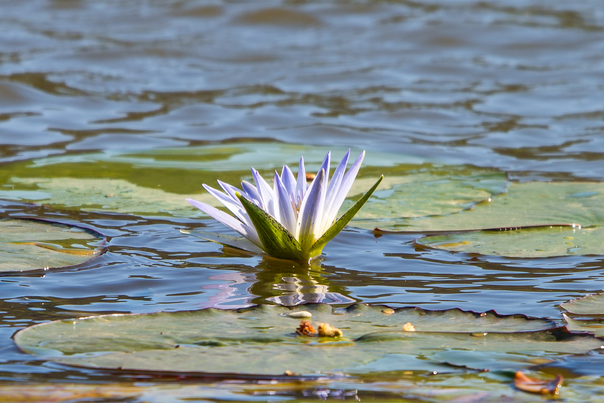 Nymphaea nouchali