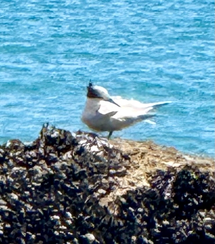 Greater Crested Tern (Thalasseus bergii), photo 2